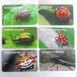 Amber Insect Fossil Archaeological Dig Kit - Archaeology - yanxidiy
